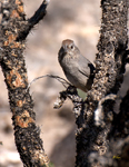 Canyon Towhee